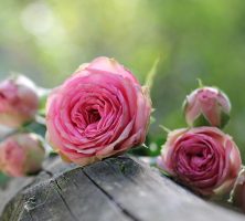 funeral homes in metairie la